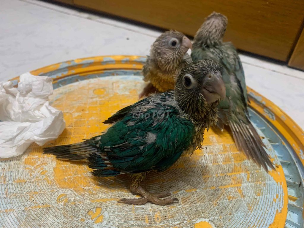 VẸT GREEN CHEEK BLUE NON TÌM NGƯỜI YÊU THƯƠNG. Mua bán Chim tại Quận Bình Thạnh Tp Hồ Chí Minh được đăng bởi Quang hình 1
