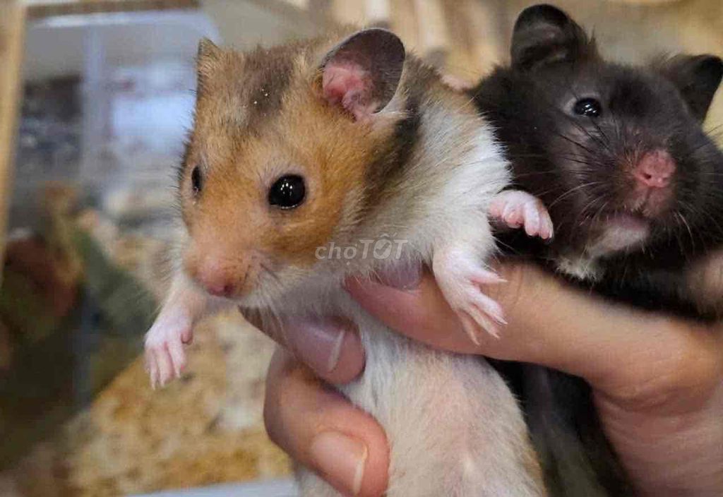 Hamster bear lai tạng. Mua bán Thú cưng khác tại Quận Gò Vấp Tp Hồ Chí Minh được đăng bởi Hamusuta  hình 1