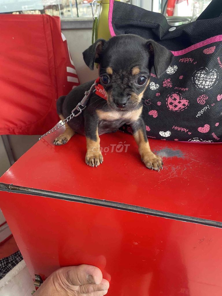 Cún con Chihuahua đen vàng lanh lợi. Mua bán Chó tại Thành phố Bảo Lộc Lâm Đồng được đăng bởi Thuan hình 1