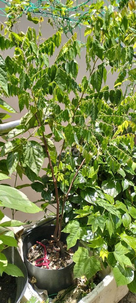 Cây ăn quả Khế chua 1 mét trồng sẵn. Mua bán Cây cảnh, đồ trang trí tại Quận Tân Bình Tp Hồ Chí Minh được đăng bởi Pham Đinh Duyên hình 1