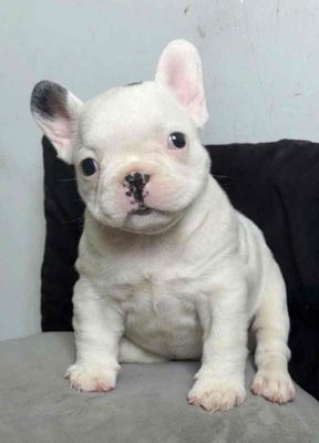 chó bull pháp body short  màu bò sữa ( 2 th tuổi )