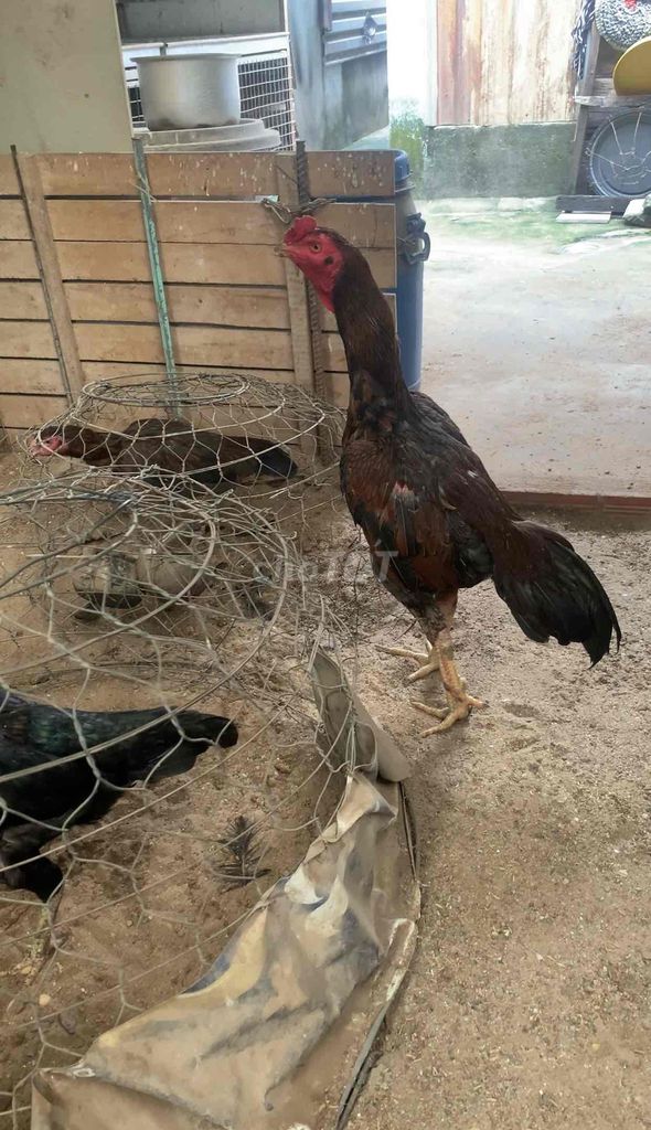 Gà chọi 4kg Nâu đen. Mua bán Gà tại Thị xã Bến Cát Bình Dương được đăng bởi phú xuân hình 1