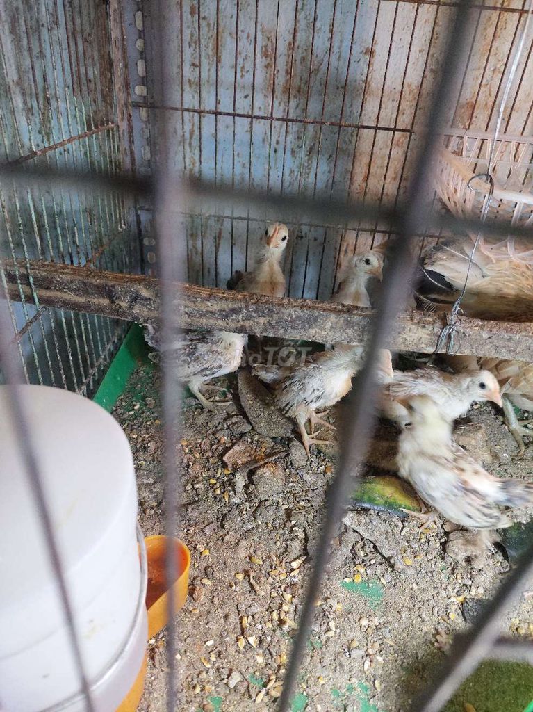 Gà Serama 1 tháng màu Điều. Mua bán Gà tại Quận 8 Tp Hồ Chí Minh được đăng bởi A. Long hình 1