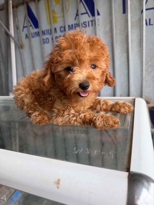 Chó Poodle Tiny cái Thuần chủng