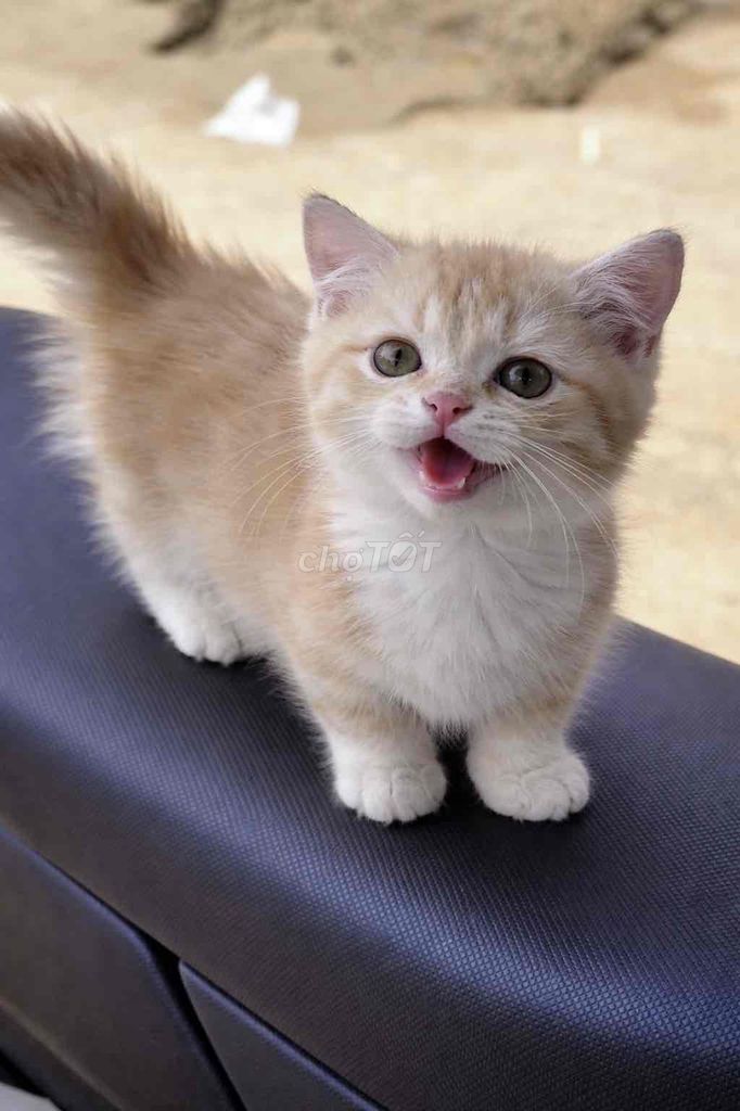 Mèo Munchkin đực 2.5 tháng. Mua bán Mèo tại Quận Tân Phú Tp Hồ Chí Minh được đăng bởi Hoàng Nguyễn hình 1