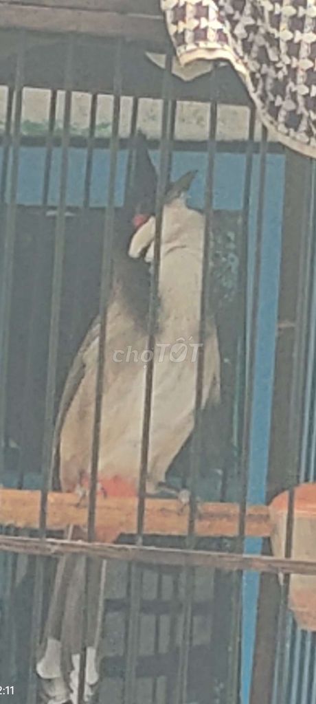 Chim chào mào . Mua bán Chim tại Thành phố Thủ Dầu Một Bình Dương được đăng bởi tuyen  hình 1