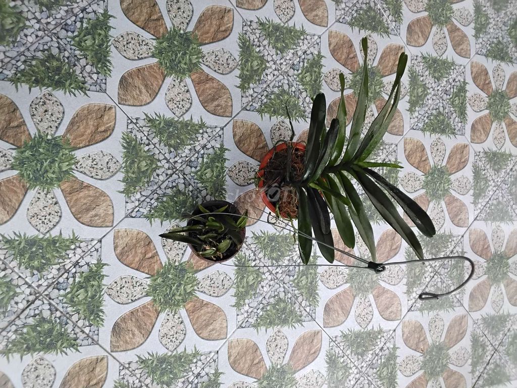 Lan Hoàng Tử Đỏ. Mua bán Cây cảnh, đồ trang trí tại Huyện Hóc Môn Tp Hồ Chí Minh được đăng bởi Tiến Tăng hình 1