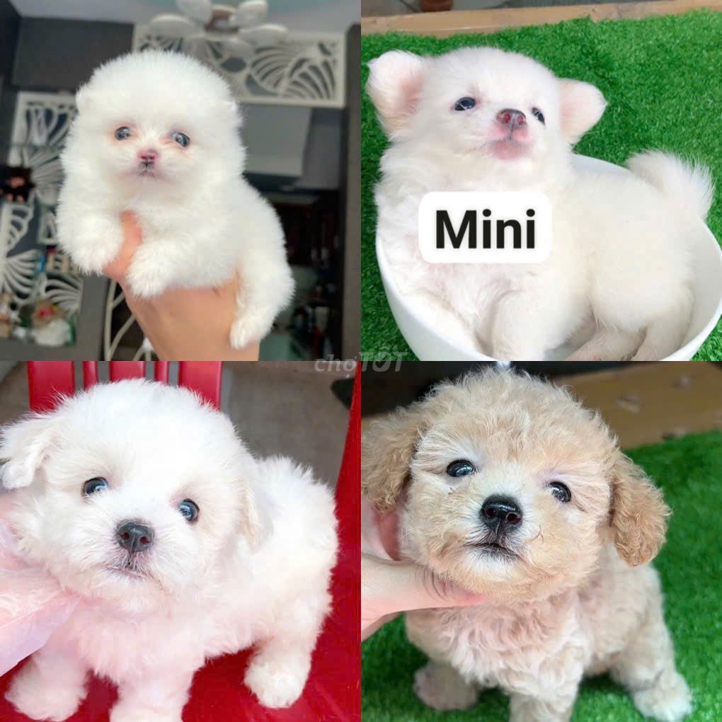 Chó poodle, phốc sóc mini 2.5 tháng