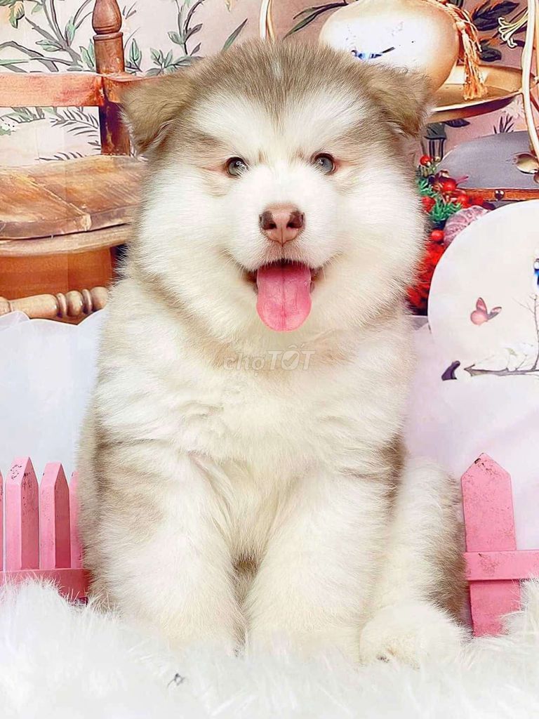 Chó Alaska Hồng phấn. Mua bán Chó tại Quận Long Biên Hà Nội được đăng bởi bông pet hình 1