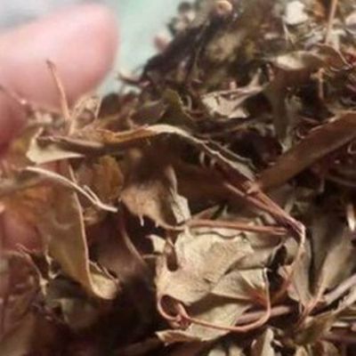 Lá đinh lăng khô, không cành, 100gr. Mua bán Đồ ăn, thực phẩm và các loại khác tại Thành phố Thủ Đức Tp Hồ Chí Minh được đăng bởi BẠCH LONG