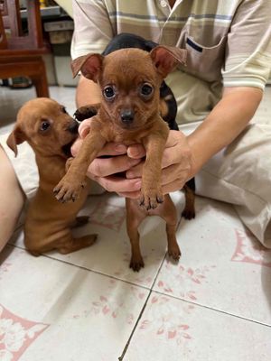 Chó Phốc nâu đen 2 tháng tuổi