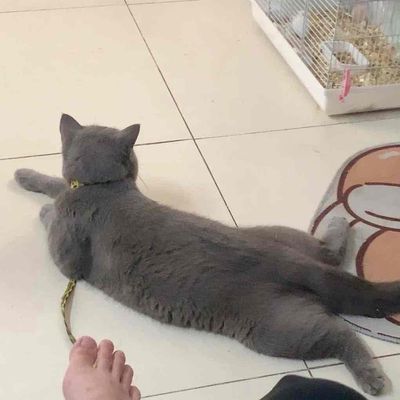 tìm nhà mới cho bé ạ. Mua bán Mèo tại Thị xã Bến Cát Bình Dương được đăng bởi TI NO