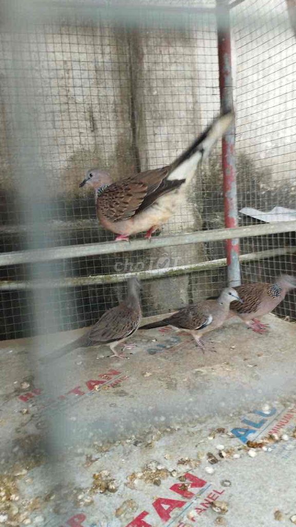 Chim cu gáy Malaysia. Mua bán Chim tại Huyện Tam Bình Vĩnh Long được đăng bởi Khang  hình 1