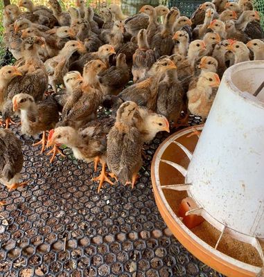 Gà ta thả vườn 3,4 tuần tuổi Tp. Mua bán Gà tại Thành phố Thủ Đức Tp Hồ Chí Minh được đăng bởi NGUYEN THIEN
