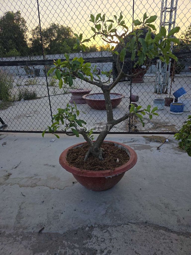 Cây lộc vừng hoa đỏ bonsai. Mua bán Cây cảnh, đồ trang trí tại Huyện Cần Giuộc Long An được đăng bởi Linh Thuy hình 1