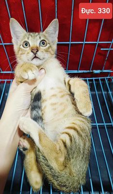Meo xinh ngoan. Mua bán Mèo tại Quận 12 Tp Hồ Chí Minh được đăng bởi Thanh