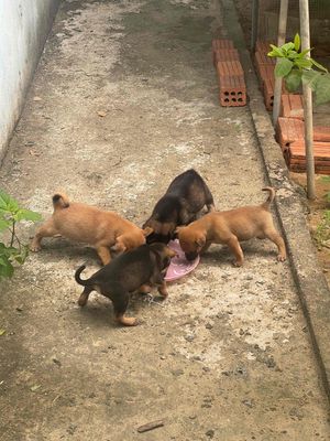 Chó ta lai Becgie cái