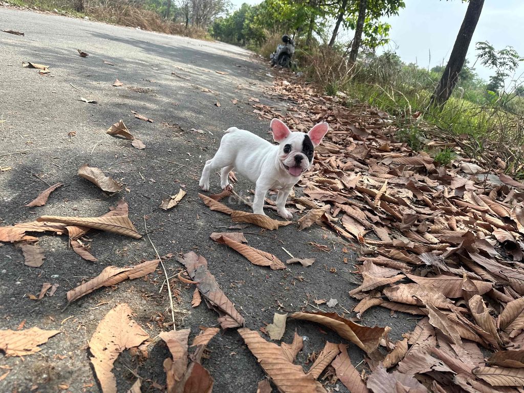 frenchbulldog - bull pháp bò sữa