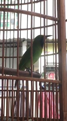 thanh tước thuần. Mua bán Chim tại Quận 7 Tp Hồ Chí Minh được đăng bởi a châu