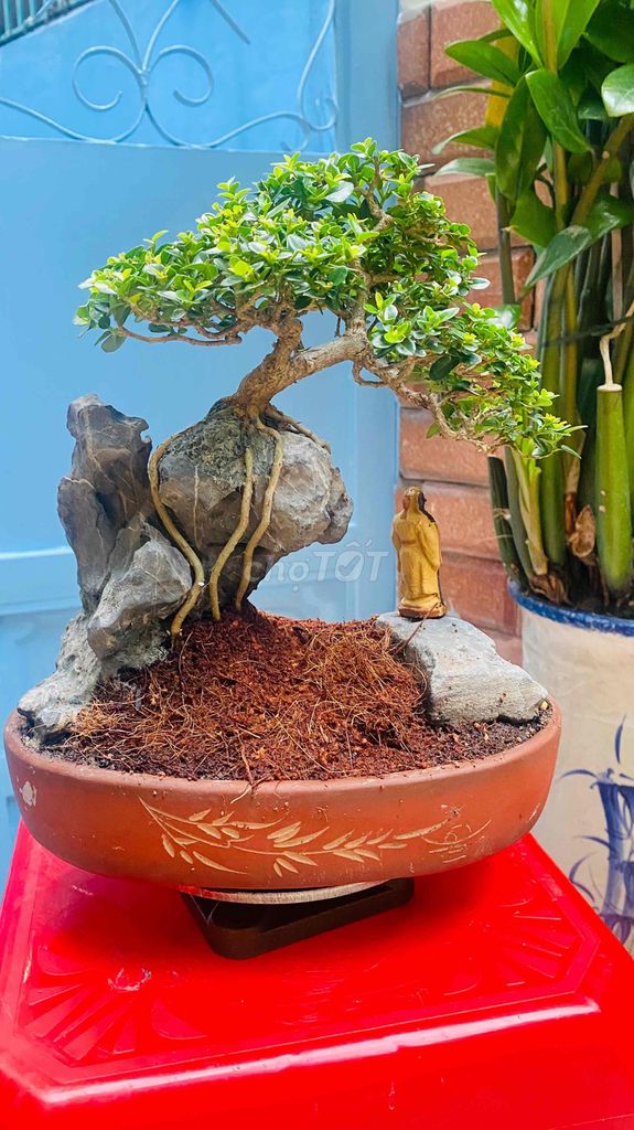 Bonsai bàn trà Sam hương. Mua bán Cây cảnh, đồ trang trí tại Quận 3 Tp Hồ Chí Minh được đăng bởi Nguyễn Minh Thơ hình 1