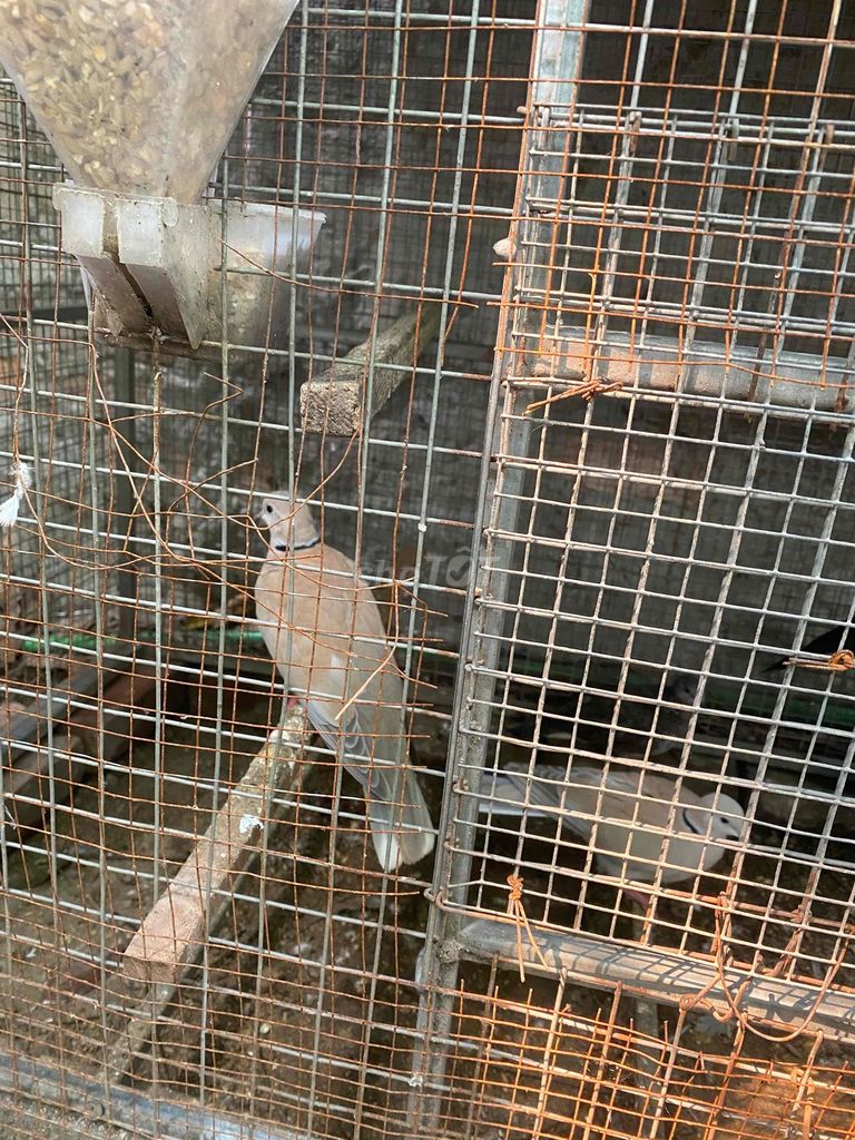 Chim cu pháp đực. Mua bán Chim tại Huyện Đan Phượng Hà Nội được đăng bởi Trần Viên hình 1