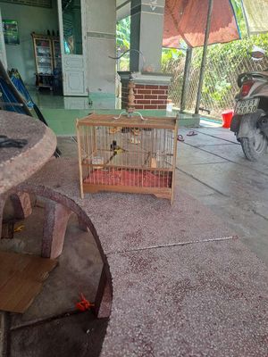Bận công việc nên thanh lí. Mua bán Chim tại Huyện Gò Dầu Tây Ninh được đăng bởi nguyễn quốc len