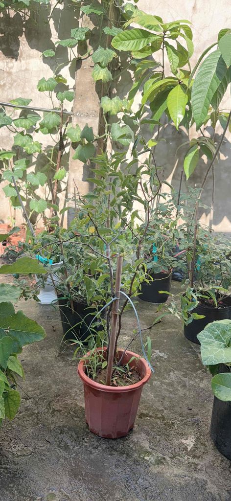 Cây cà tím chậu đang ra trái. Mua bán Cây cảnh, đồ trang trí tại Huyện Bình Chánh Tp Hồ Chí Minh được đăng bởi shopmia hình 1