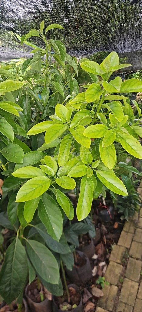 Cây Bơ sáp Cây choai. Mua bán Đồ chuyên dụng, Giống nuôi trồng tại Huyện Gia Lâm Hà Nội được đăng bởi Hoàng thị muôn hình 1