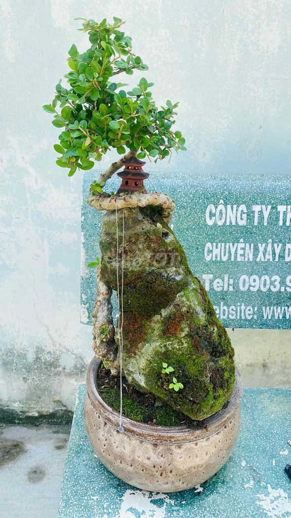 Tiểu cảnh đá rêu cây Bonsai chùa núi. Mua bán Cây cảnh, đồ trang trí tại Quận 3 Tp Hồ Chí Minh được đăng bởi Nguyễn Minh Thơ hình 1