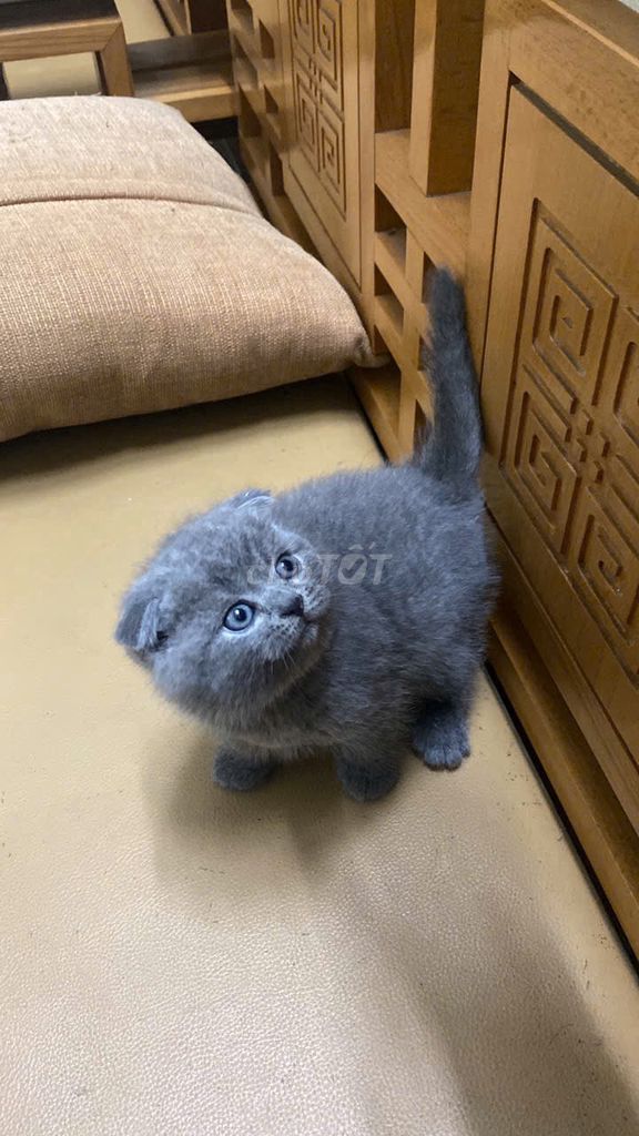 Mèo Anh lông ngắn cái 2 tháng. Mua bán Mèo tại Quận Đống Đa Hà Nội được đăng bởi Dung Đỗ hình 1