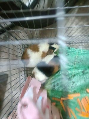 Cần bán cặp chuột bọ đang có bầu. Mua bán Thú cưng khác tại Thành phố Dĩ An Bình Dương được đăng bởi th khanh