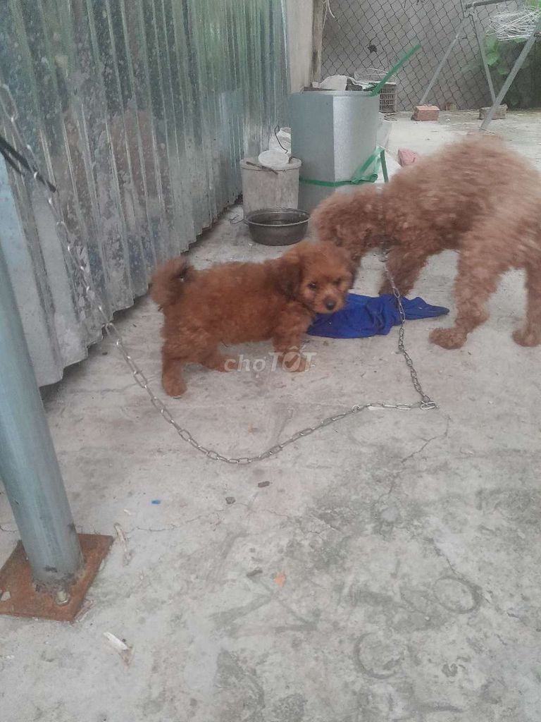 Chó Poodle Đực Nâu Thân thiện. Mua bán Chó tại Thành phố Tân An Long An được đăng bởi Vũ hình 1