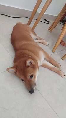 Shiba Inu nâu đỏ, chân dài. Mua bán Chó tại Huyện Văn Giang Hưng Yên được đăng bởi lôc phát