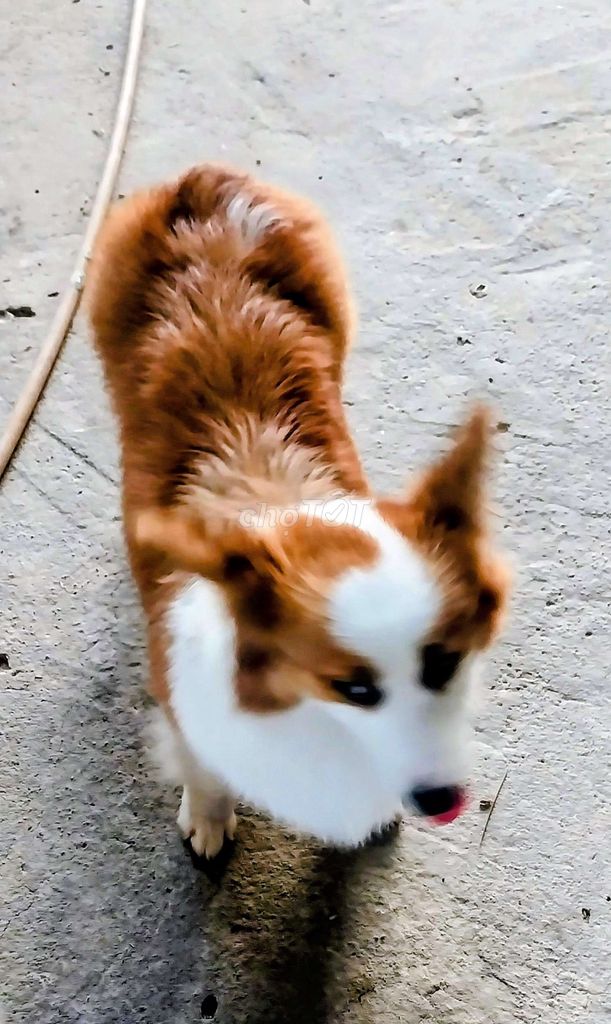Chó Corgi cái tơ nâu trắng. Mua bán Chó tại Huyện Đức Hòa Long An được đăng bởi Phạm ngọc nam hình 1