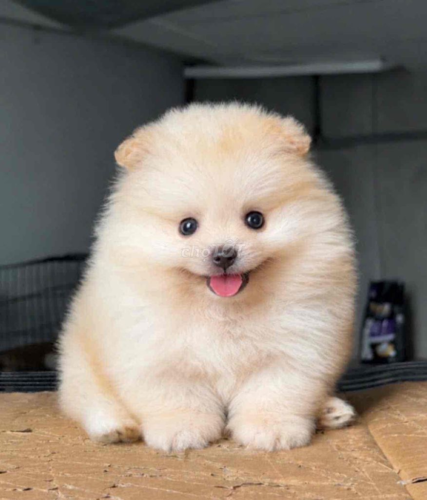 Chó Pom 2 tháng đã tiêm. Mua bán Chó tại Huyện Bình Chánh Tp Hồ Chí Minh được đăng bởi pom pet sài gòn hình 1