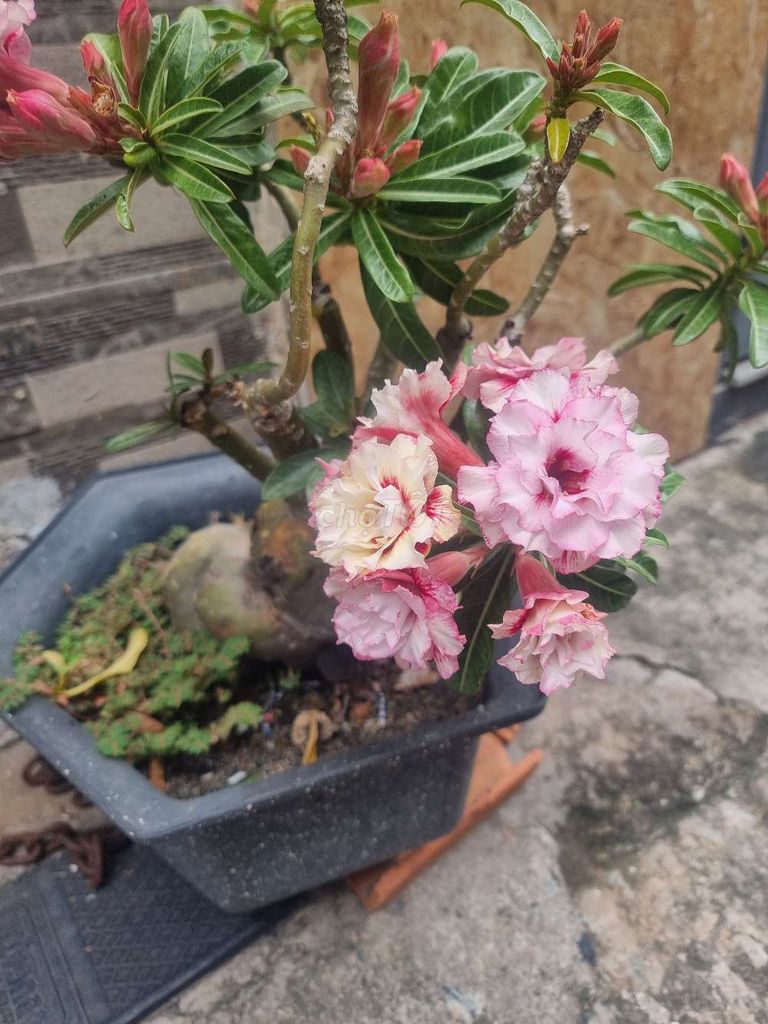 Cây sứ chậu Hồng, Trắng. Mua bán Cây cảnh, đồ trang trí tại Quận Tân Phú Tp Hồ Chí Minh được đăng bởi NGUYỄN NAM hình 1