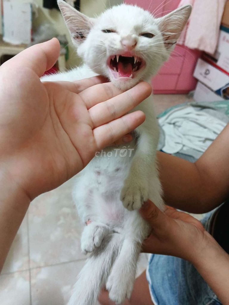 Mèo lai 3 tháng Trắng. Mua bán Mèo tại Quận Đống Đa Hà Nội được đăng bởi Quỳnh Chi hình 1