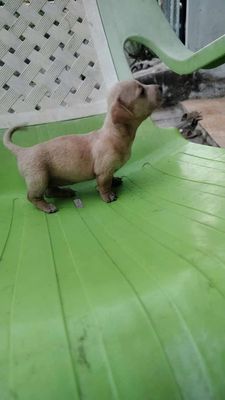 Chó Lạp Xưởng Vàng nhạt