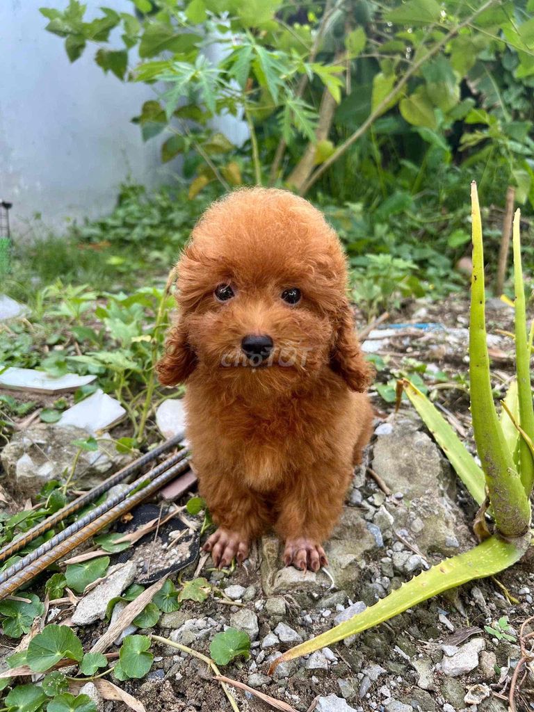 chó poodle tiny  3 tháng tuổi