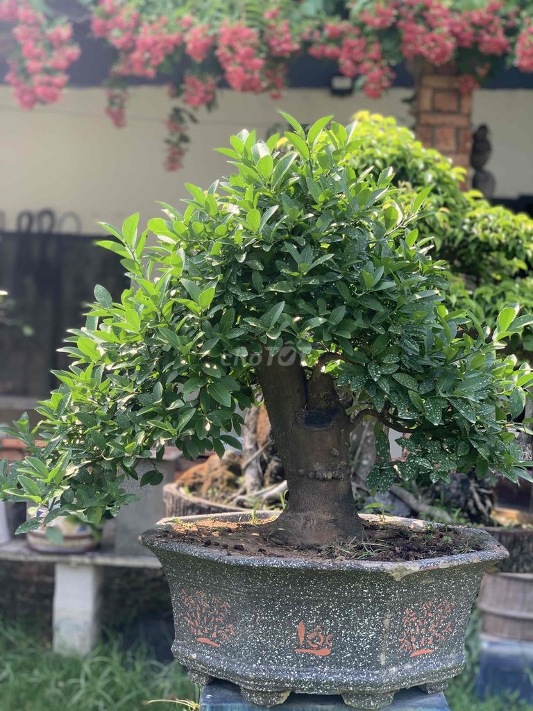 Cây cảnh Chanh ta Bonsai. Mua bán Cây cảnh, đồ trang trí tại Thành phố Thủ Đức Tp Hồ Chí Minh được đăng bởi Bonsai Quang Châu  hình 1
