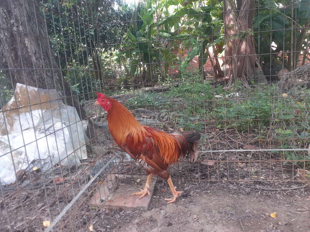 khét kha minh 6x. Mua bán Gà tại Huyện Gò Quao Kiên Giang được đăng bởi trại gà lai, lò cựa út mân kiên giang ship toàn quốc  hình 1