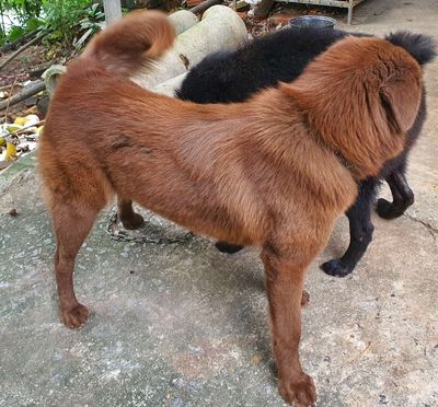 Gái gốc bắc hà  9 tháng, ai nuôi làm giống ko,. Mua bán Chó tại Huyện Phú Xuyên Hà Nội được đăng bởi Nghé ngọ