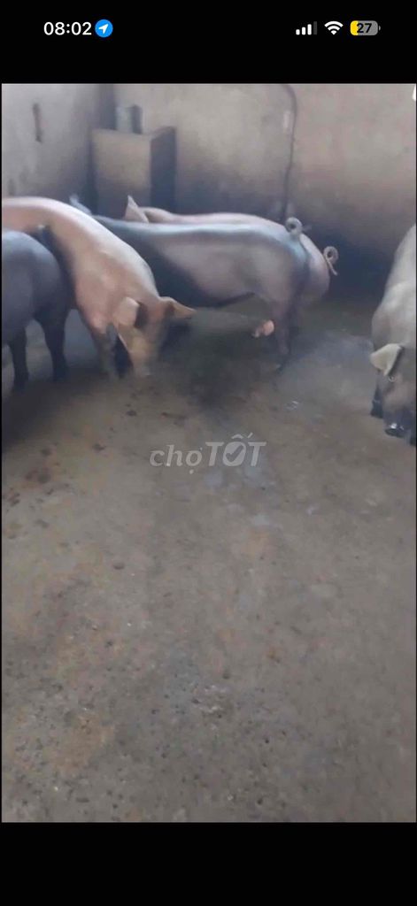 Heo thịt 60-90kg. Mua bán Đồ ăn, thực phẩm và các loại khác tại Huyện Trảng Bom Đồng Nai được đăng bởi Khang hình 1