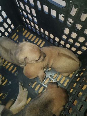 Chó Phú Quốc nâu nhà nuôi