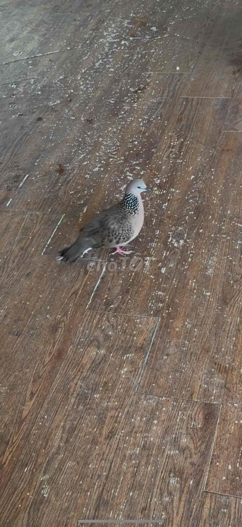 ai chán cu gáy cần thanh lí hông. Mua bán Chim tại Thị xã Kiến Tường Long An được đăng bởi Dao hình 1