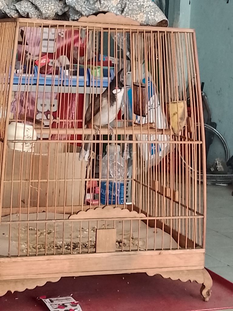 Chim chào mào lân trống. Mua bán Chim tại Quận 12 Tp Hồ Chí Minh được đăng bởi Khon Nguyen hình 1