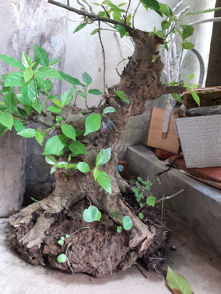 Cây sung dáng trực già sai quả. Mua bán Cây cảnh, đồ trang trí tại Thành phố Biên Hòa Đồng Nai được đăng bởi Khang Tan hình 1