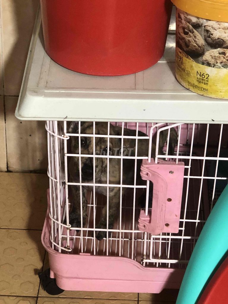 Chó Phú Quốc con vằn kèm chuồng. Mua bán Chó tại Quận Tân Bình Tp Hồ Chí Minh được đăng bởi Vivo pet hình 1
