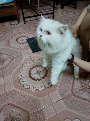 Mèo Anh lông dài màu trắng