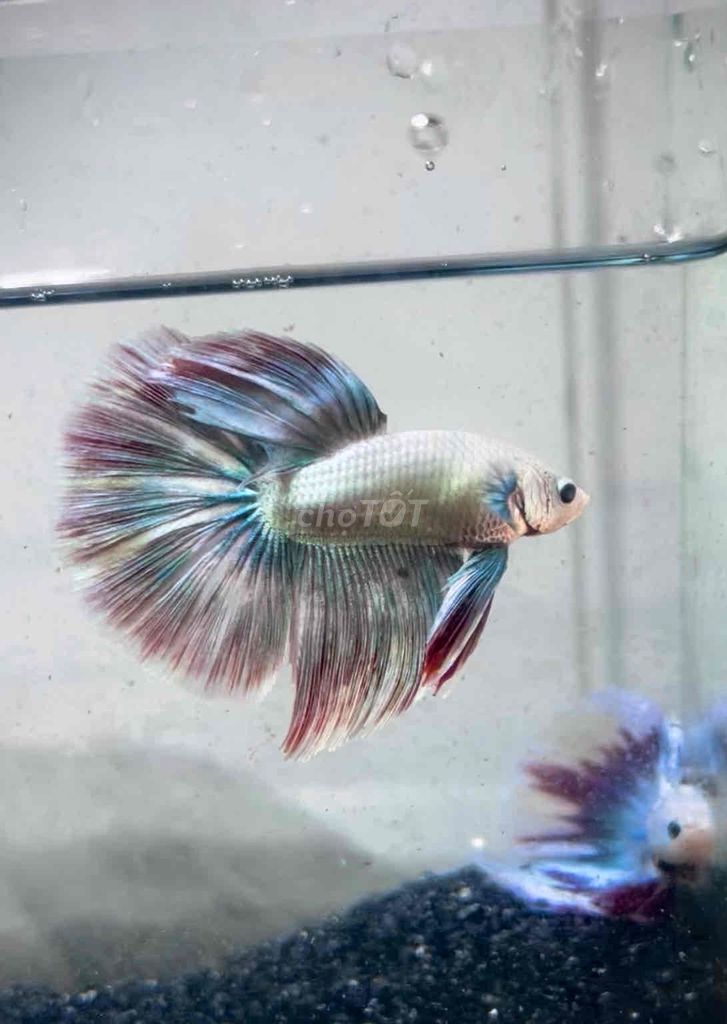 Cá Betta HaflMoon giá rẻ. Mua bán Thú cưng khác tại Quận 8 Tp Hồ Chí Minh được đăng bởi Phúc Nguyễn hình 1